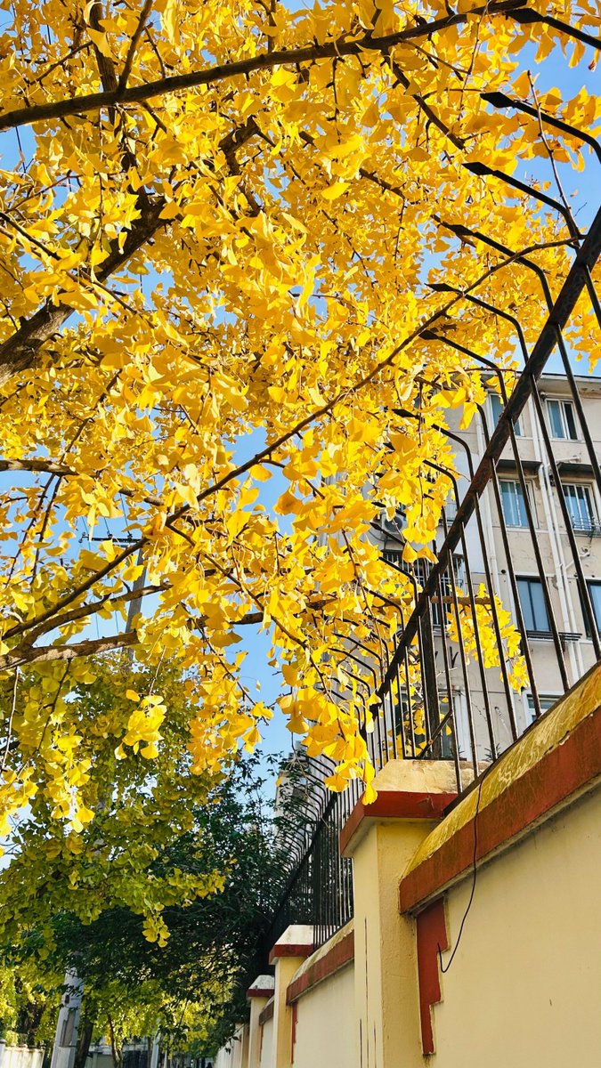 wjdrb9604's tweet photo. 【摄影社周末外拍招募】捕捉城市限定秋色！本周日赴岳麓山脚下拍摄银杏，零基础也能来，带好相机/手机就行，戳我报名占位，名额有限速来～， https://t.co/Mf13MDOvhl