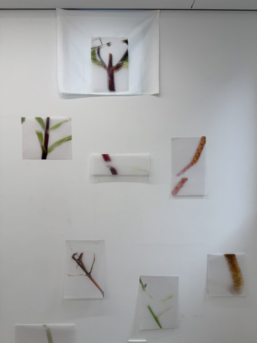 yaki_ceetake's tweet photo. 4人展 「hakoniwa展」
会場：GALLERY33（高円寺）
会期：8/4（火）まで
展示作家：いそがいふうか、白遊季、小西芙希、小林七菜

多摩美術大学在学の4人によるグループ展
めっちゃかっこよかった
絶対観ておいた方がいい展示です

写真1枚目：いそがいふうかさん
2枚目：白遊季さん
3枚目：小西芙希さん
4枚目：小林七菜さん