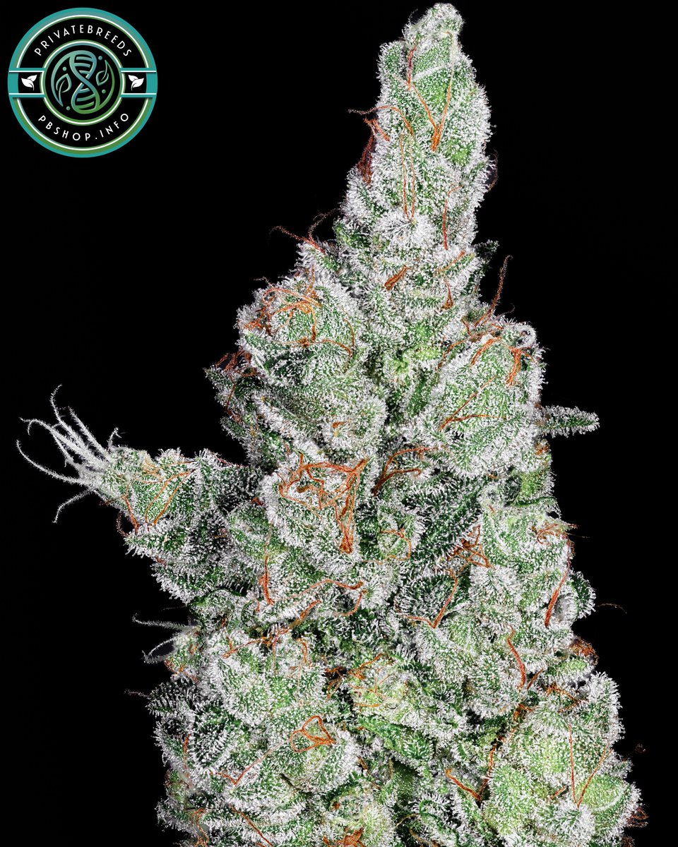 Privatebreeds's tweet photo. Here's the August Strains announcement shared in my private patreon group today. Really limited sets might interest some other people. Pictured is the bonus Congo Landrace x Afghani Landrace I'll be sending out.

"August Strain Announcement: Hi @everyone super excited to share this month the main strain is next level of blueberry fire it’s the Lowbush Blueberries x Mimosa V6 set I just finished testing. Crazy amount of wow phenos in this one hard to even pick favorites. Extreme terps with my favorite ones being excessively blueberry mixed with passion fruit citrus cocktails. Really nice twist of proper blueberry terps for sure! Love the potency uniqueness structure density leaf to calyx ratio the works. Vast majority of phenos were super wow, my friend is also on his second run with them and he’s making a lot of room for them. The Mimosa V6 used a really special washer cut that makes rosin that smells and taste like juicy fruit / passion fruit. Crazy fruity and dumps. Makes the most insane rosin and mega fruity extracts, I have not tested the progeny of these for washing but I do believe they’re in there. The bonus strain this month will be Congo Compact Landrace x Laghman Afghani Landrace. Such a cool line so far Laghman seriously tones down the terpinolene side of the Congo while drastically improving the trichome production. Smells really piney with some chances of THCV in there. As always don’t be shy if you want to switch anything out just shoot me a DM that’s never an issue. Super appreciate all you guys and wishing you all an awesome evening!"