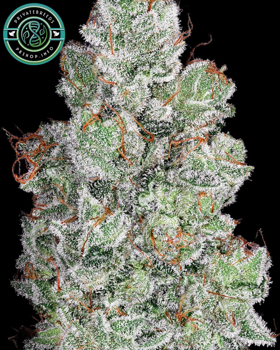 Privatebreeds's tweet photo. Here's the August Strains announcement shared in my private patreon group today. Really limited sets might interest some other people. Pictured is the bonus Congo Landrace x Afghani Landrace I'll be sending out.

"August Strain Announcement: Hi @everyone super excited to share this month the main strain is next level of blueberry fire it’s the Lowbush Blueberries x Mimosa V6 set I just finished testing. Crazy amount of wow phenos in this one hard to even pick favorites. Extreme terps with my favorite ones being excessively blueberry mixed with passion fruit citrus cocktails. Really nice twist of proper blueberry terps for sure! Love the potency uniqueness structure density leaf to calyx ratio the works. Vast majority of phenos were super wow, my friend is also on his second run with them and he’s making a lot of room for them. The Mimosa V6 used a really special washer cut that makes rosin that smells and taste like juicy fruit / passion fruit. Crazy fruity and dumps. Makes the most insane rosin and mega fruity extracts, I have not tested the progeny of these for washing but I do believe they’re in there. The bonus strain this month will be Congo Compact Landrace x Laghman Afghani Landrace. Such a cool line so far Laghman seriously tones down the terpinolene side of the Congo while drastically improving the trichome production. Smells really piney with some chances of THCV in there. As always don’t be shy if you want to switch anything out just shoot me a DM that’s never an issue. Super appreciate all you guys and wishing you all an awesome evening!"