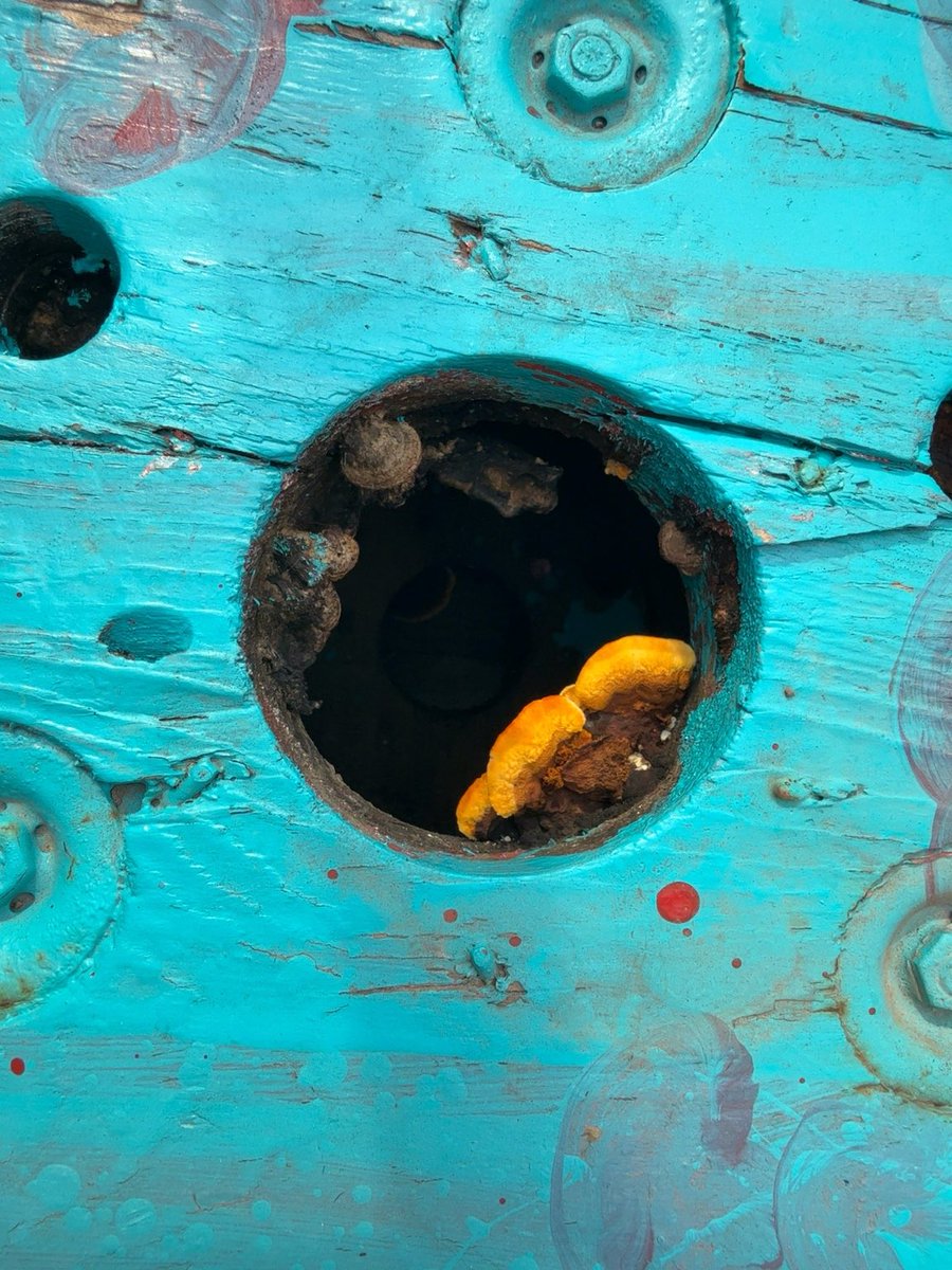 mavi35E's tweet photo. Turuncu-sarı oluşum odun mantarı (raf mantarı/bracket fungus) türlerinden biri. Özellikle çürümekte veya ölü olan ahşap üzerinde yaşar .

    Ahşabı parçalayarak doğada geri dönüşüme katkı sağlar.

   “Yaradan’ın yaratışındaki döngü her seferinde hayran bırakıyor.”

#mucize https://t.co/0y9BwtGLa6