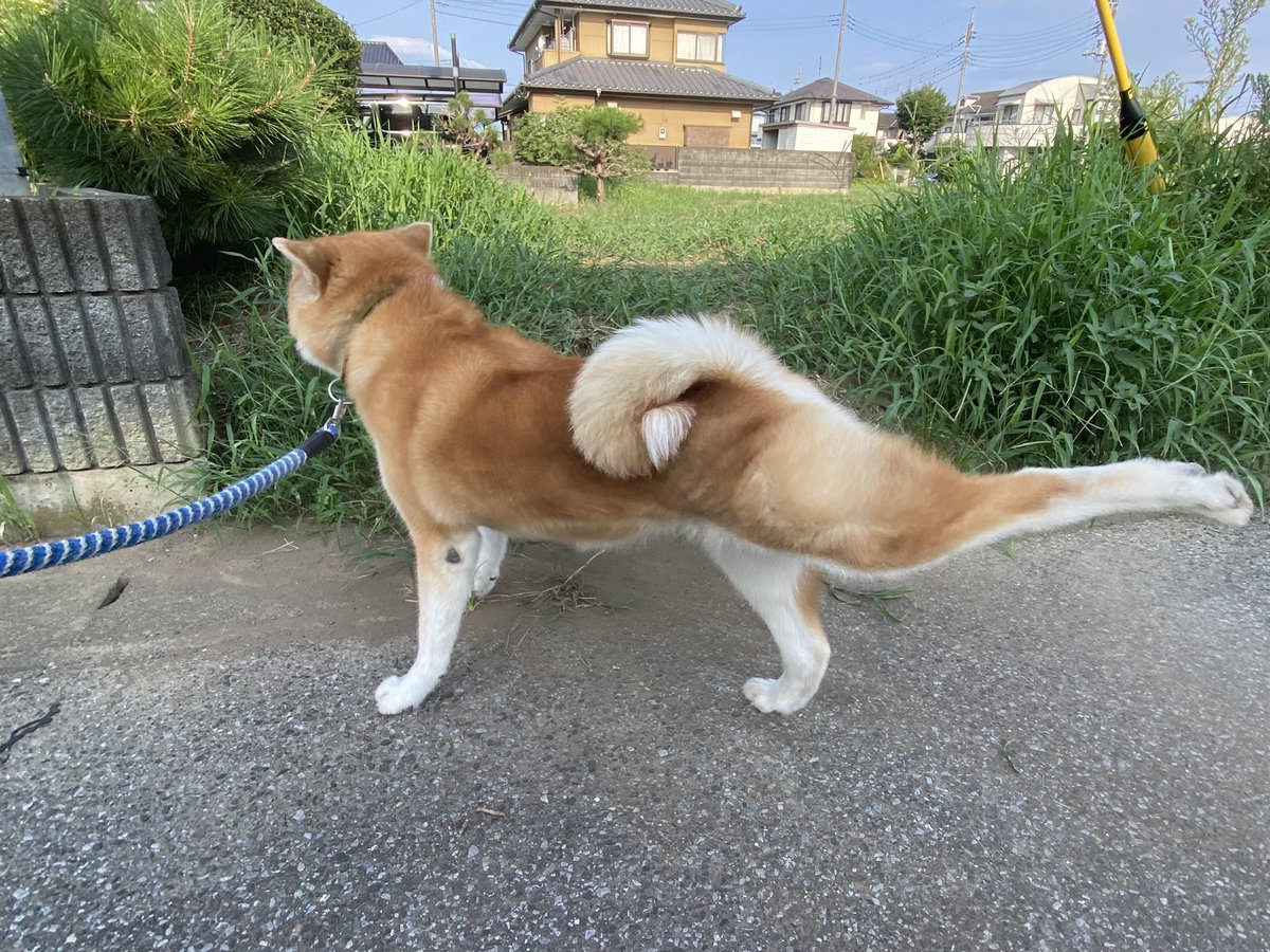bearing444's tweet photo. おはようございます😃🐕☀
朝から暑いけど
たまキック🐾

きょうも元気にまいりましょ〜♬ https://t.co/vX0sokzzJF
