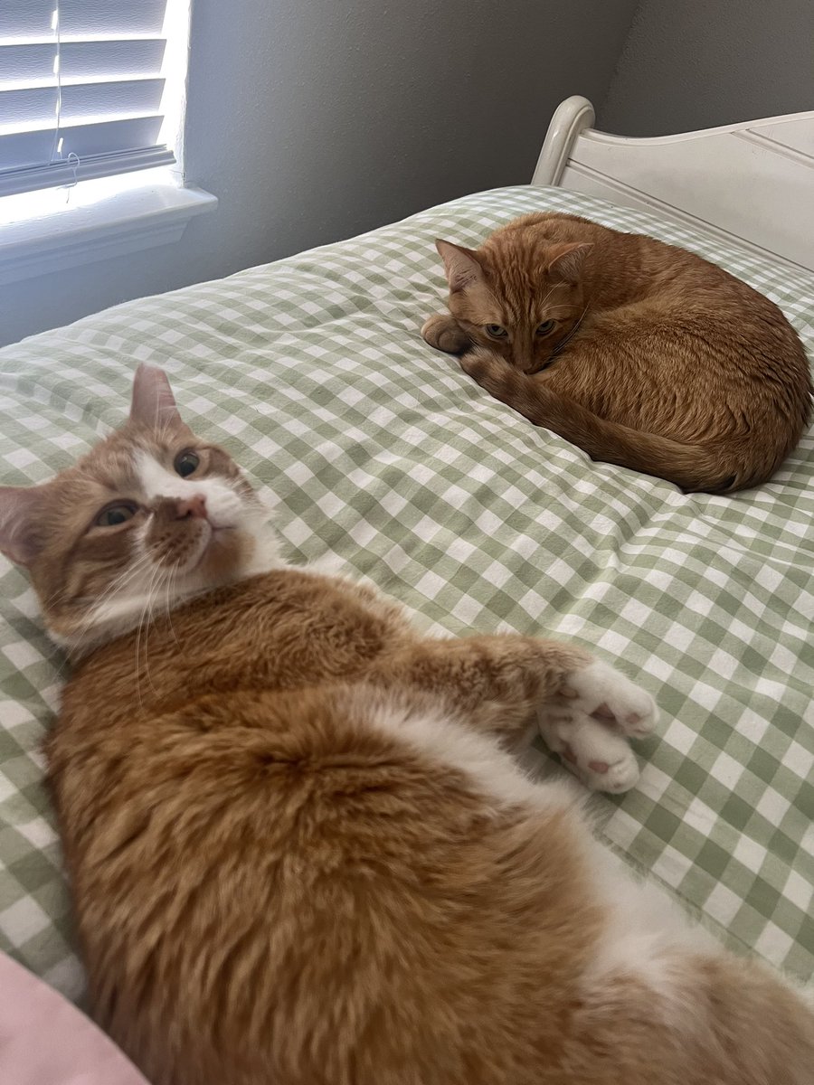 noodleboymac's tweet photo. macaroni is not pleased that i accidentally woke him up https://t.co/C9cka631Eo