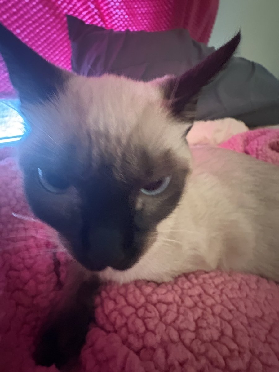 Fuecoco_only's tweet photo. The cat is very upset I’m not Jaiden https://t.co/OIdvHlsds4