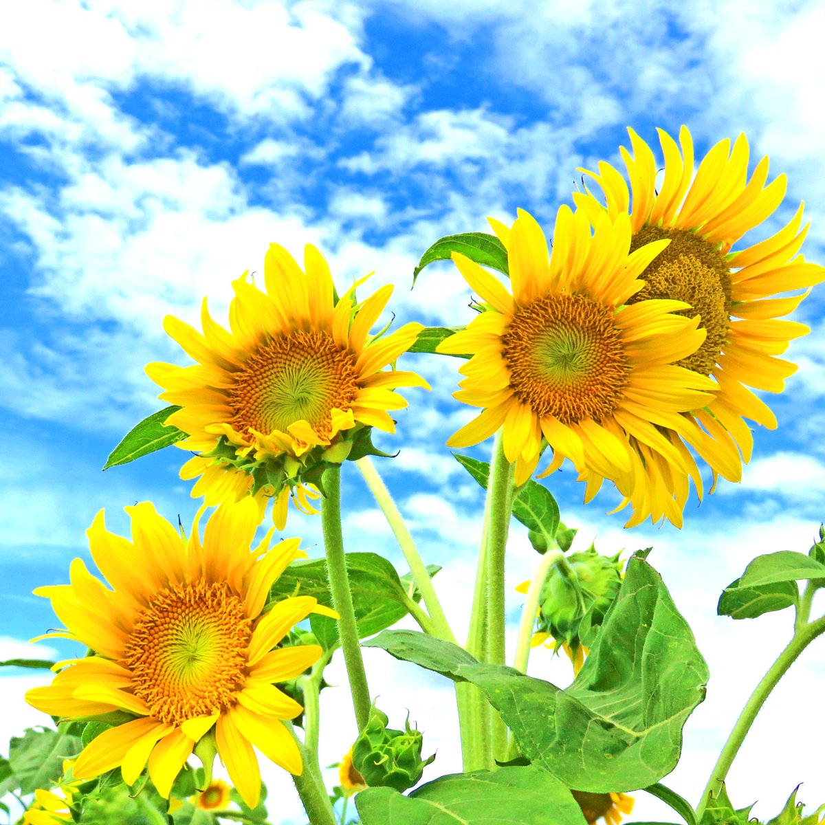 BCOP_Lab tweet picture