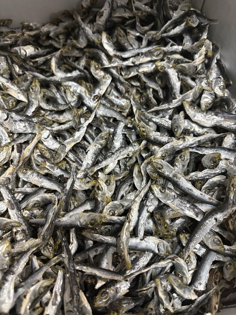 mendocoroaono's tweet photo. 本日メニュー
醤油らぁめん
塩らぁめん
麺選べます。
限定
高級煮干しそば

冷やし昆布水つけそば

フルーツトマトジェノバまぜそばと冷やしホタテつけめん

夜限定
非乳化二郎系
肉を溶かしこんでます。

汁なし二郎系

本日も良さ暑くなりそうです水分補給忘れずによろしくお願い致します😊 https://t.co/V0G9o448gX