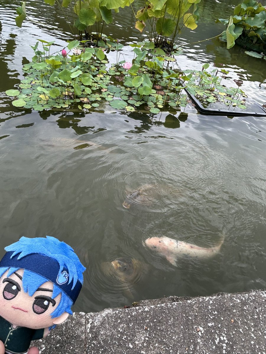 AAokddi9's tweet photo. これは鯉に餌だと思われてるえにしろ https://t.co/VDSYNCLXpu