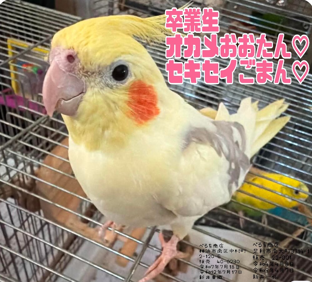 bellwo5963's tweet photo. '
極度のストレスと人間不信

オカメインコ のんちゃん
(現在３枚目)

食事の改善をしました
羽毛異常は緩和されてきました

どの鳥さんにも優しく
人にも心を開いてくれたとき
それは、何にも変えられない
喜びがあります

のんちゃん、頑張っています
保護活動を応援くださり
本当にありがとうございます

べるを商店ホームページでは
愛鳥さんのご飯やおもちゃを
ご購入いただくことでご寄付に
繋がる商品もございます
「べるを商店」とご検索ください
→　https://t.co/18bXyTLO5D

Amazon欲しいものリストから
保護鳥たちの飼育用品等
応援いただけます
→https://t.co/99V5TCrZhz

ご寄付のお振込も承っております
治療費や飼育費をメインとして
大切に使用させていただきます　

足利銀行　足利支店
普通口座　3331834
アライカズヒロ

🐥物販
PremiumDogFesta
8/1(土)、2(日)17:00〜21:30
メルカリスタジアム
鹿島ｻｯｶｰｽﾀｼﾞｱﾑ駅前

🐥物販
浅草Uマルシェ
8/12(水)11時〜17時
すみだ産業会館(マルイ8階)
錦糸町駅前

🐥物販
8/14(金)15時〜20時
Wanパーク盆踊り
佐倉城址公園自由広場
佐倉駅より徒歩

🐥物販
PremiumDogFesta
8/15(土)、16(日)11時〜17:30
Ｇメッセ群馬
高崎駅

🐥保護鳥譲渡、物販
愛鳥さんの爪切り無料
(何羽でもOKです)
8/22(土)〜23(日)11時〜18時
足利市駅南口より無料送迎あり
12:15発、14:15発
足利市南大町3314番地1
ナビ設定3317番地8

🐥物販
わんわんウォーターハーバー
8/29(土)、30日(日)15時〜20時
千葉みなと　さんばし広場
千葉みなと駅

🐥保護鳥譲渡、物販 
愛鳥さんの爪切り無料
(何羽でもOKです)
9/5(土)、6(日)11時〜18時
横浜市南区中村町2-120-6 
関内駅南口

#オカメインコ 
#譲渡会 
#里親募集 
#べるを商店 
#広告