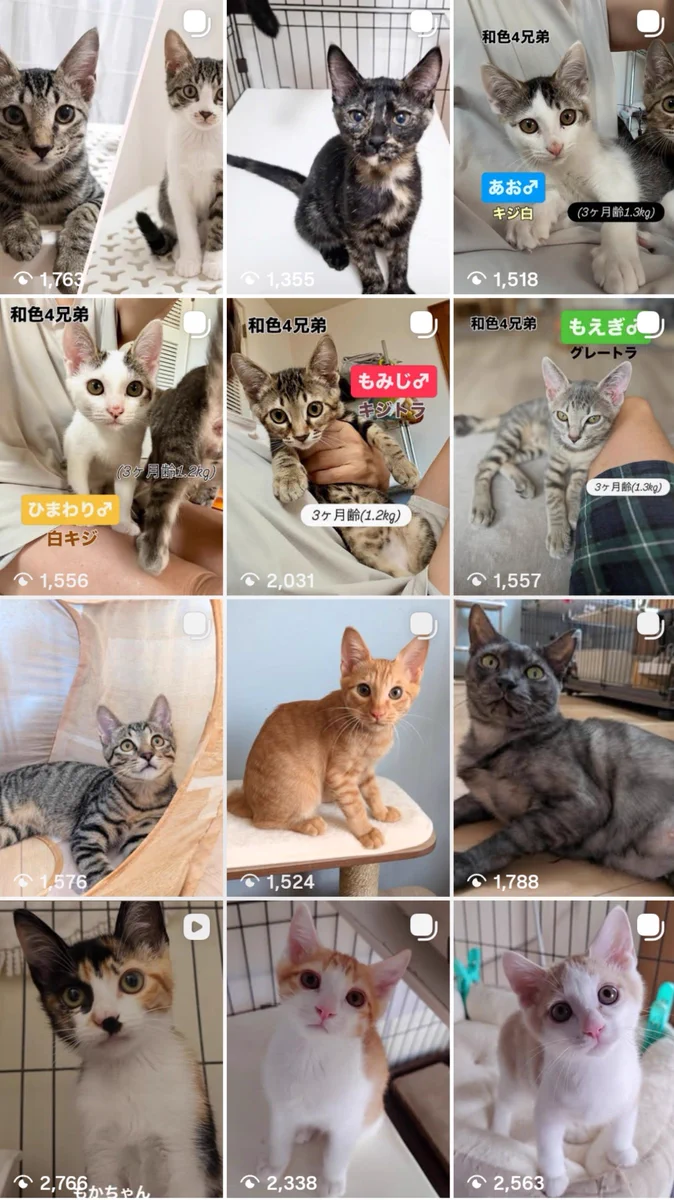 猫村ネコ★断捨離中！値段交渉歓迎 izumi nishimura on X: 