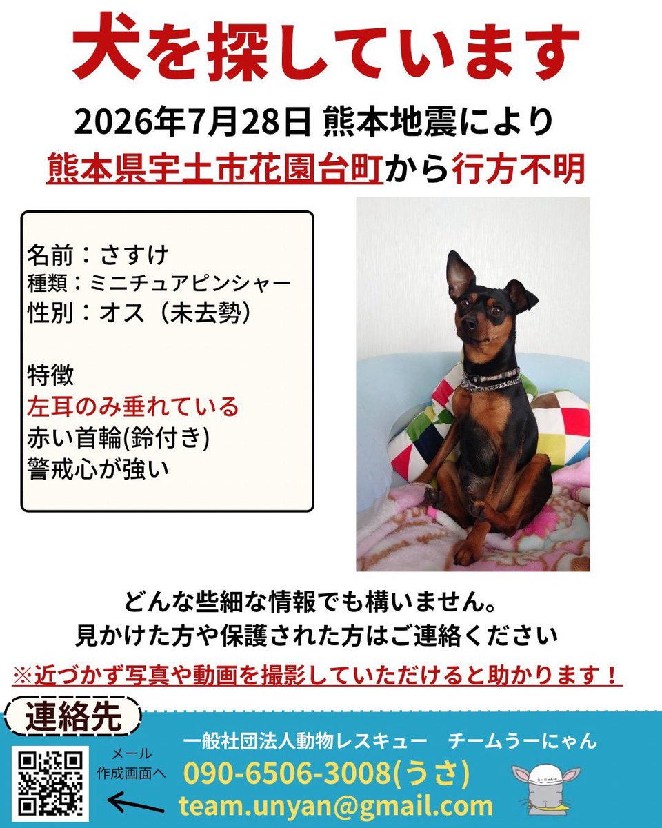____Usa's tweet photo. 【📣目撃情報をお願いします📣】

現在チームうーにゃんは、熊本地震で行方不明になった動物たちの捜索活動にあたっています。

地震の影響で、多くの動物たちが家族とはぐれています。

厳しい暑さが続く中、一刻も早く見つけてあげたいです。

「似た子を見かけた」「鳴き声を聞いた」など、どんな小さな情報でも構いません。

見かけた際は、追いかけずに、場所・時間・写真（撮れれば）を記載の連絡先までお知らせください。

team.unyan@gmail.com

090-6506-3008(代表うさ・緊急)

皆さまの情報が、大切な命をつなぐ力になります。

拡散・情報提供のご協力をよろしくお願いいたします。

#熊本地震
#ペット捜索
#行方不明
#迷子犬
#迷子猫
