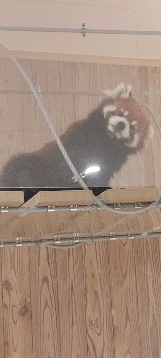 MasaOnlyGamer's tweet photo. 未来へはばたけ山田製作所桐が岡動物園のレッサーパンダのフランが無事に２頭出産良かった😊
この動物園でレッサーパンダの出産は
初だそうで重ねておめでとうございます
現在はママになったフランが子育て奮闘中✨自然保育が順調に続きますように🙏
#レッサー���ンダ出産
#桐が岡動物園
#桐生 https://t.co/FiggQ6c5eL