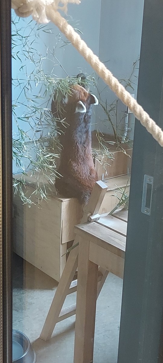 MasaOnlyGamer's tweet photo. 未来へはばたけ山田製作所桐が岡動物園のレッサーパンダのフランが無事に２頭出産良かった😊
この動物園でレッサーパンダの出産は
初だそうで重ねておめでとうございます
現在はママになったフランが子育て奮闘中✨自然保育が順調に続きますように🙏
#レッサー���ンダ出産
#桐が岡動物園
#桐生 https://t.co/FiggQ6c5eL