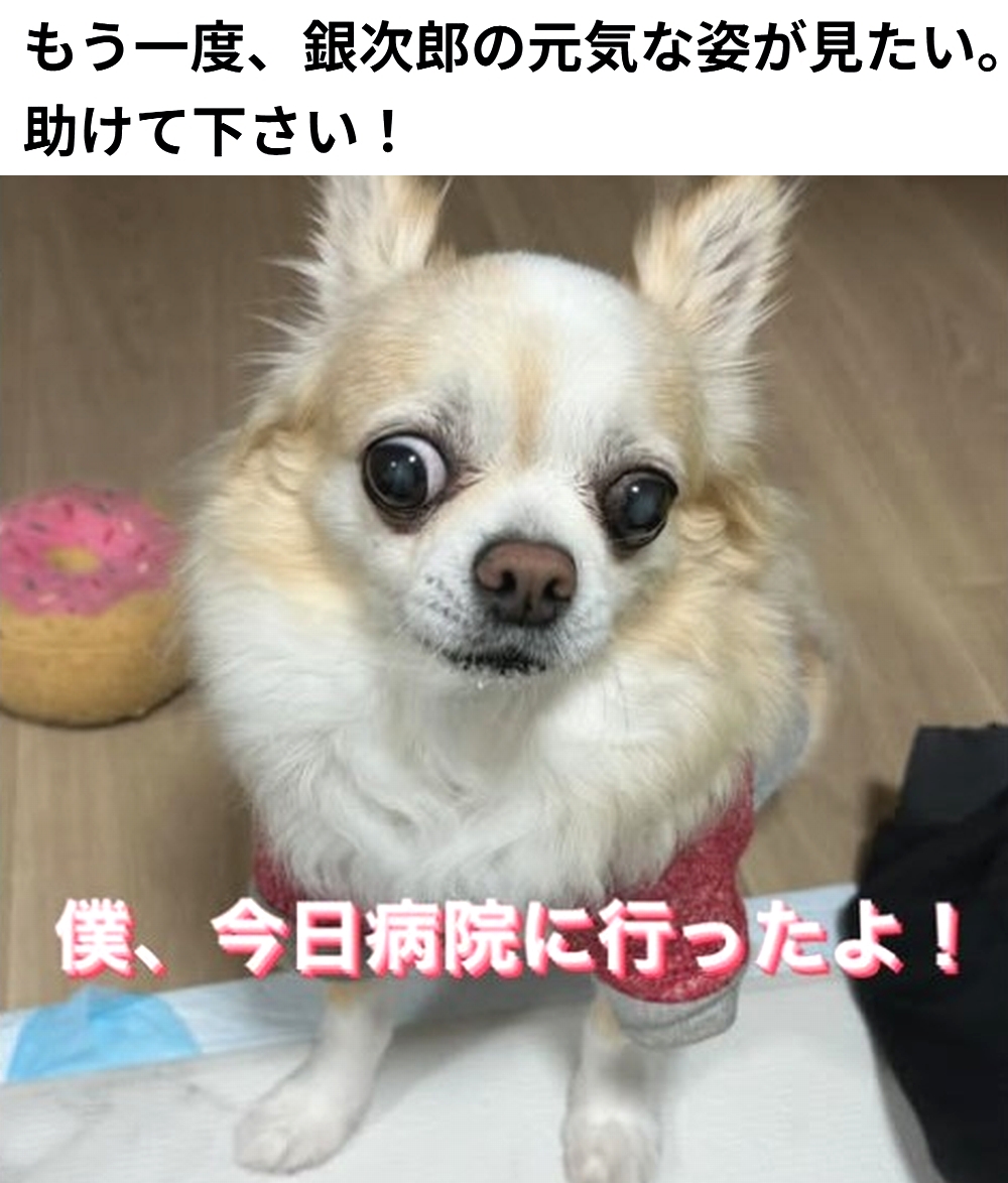 shu_ota2's tweet photo. 🆘#拡散希望🆘
銀次郎 くん の 僧帽弁閉鎖不全症 の治療費のクラウドファンディングへの御協力お願いします🙇‍♂️
↓
https://t.co/vhgleoJDBb

残り3日で、達成率41%(残り78万9千円)と、大変 厳しい状況です！
達成率が100%に達しないと支援金を受取る事が出来ません。

ご支援お願い致します🙇‍♂️ https://t.co/LixXrroKbE