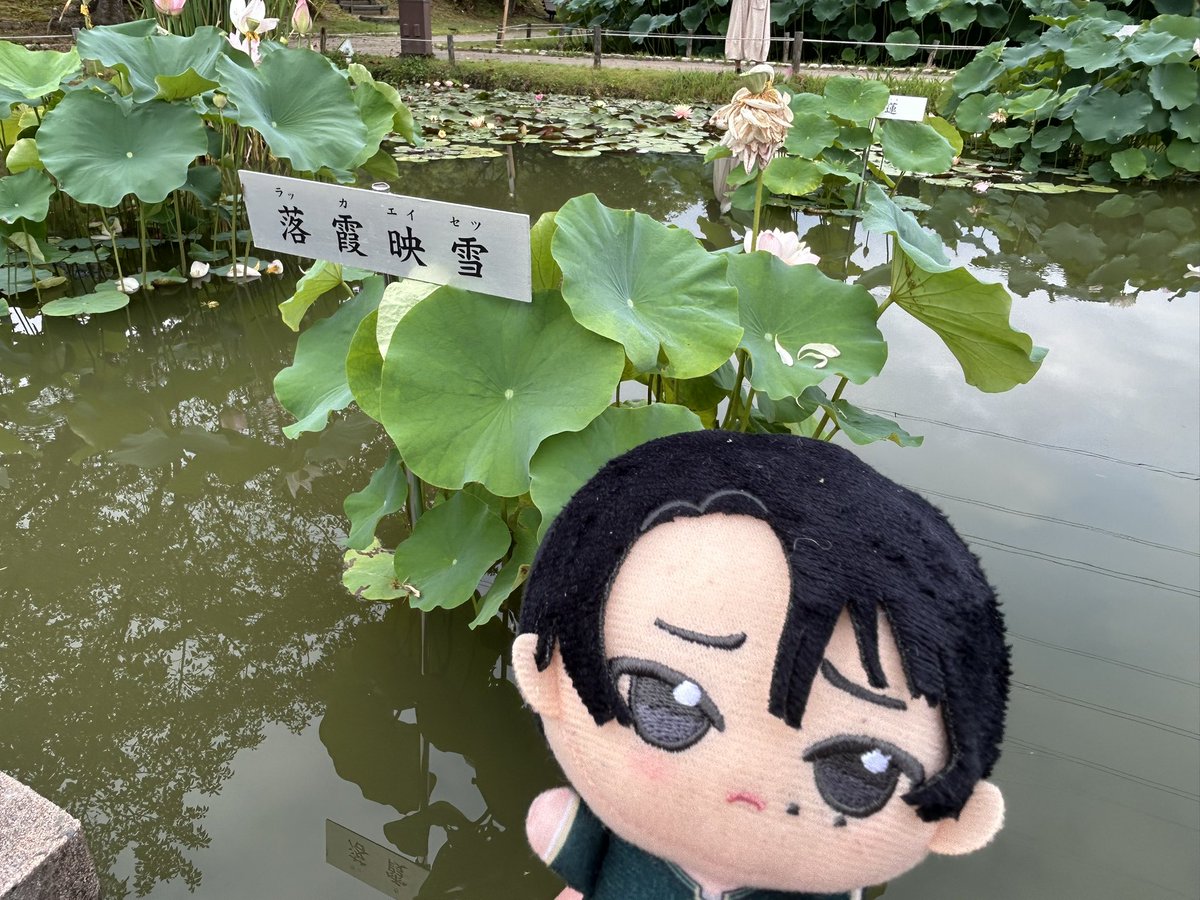 AAokddi9's tweet photo. 霞って入ってる蓮あった https://t.co/CpIdA9Rwlg