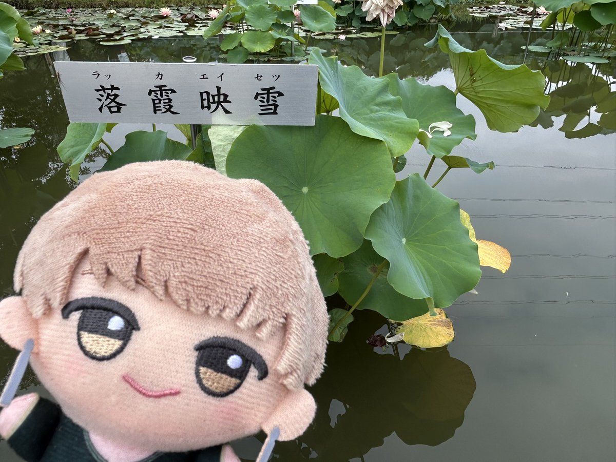 AAokddi9's tweet photo. 霞って入ってる蓮あった https://t.co/CpIdA9Rwlg