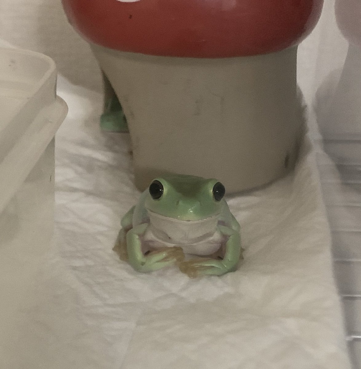 PASUTANHOUSE321's tweet photo. おはようございます☀🥤
元気いっぱいイエアメガエル販売中🐸詳しくはパスタンハウスHＰご覧下さい。
#カエル
#イエアメガエル https://t.co/3jvEgbKCuM