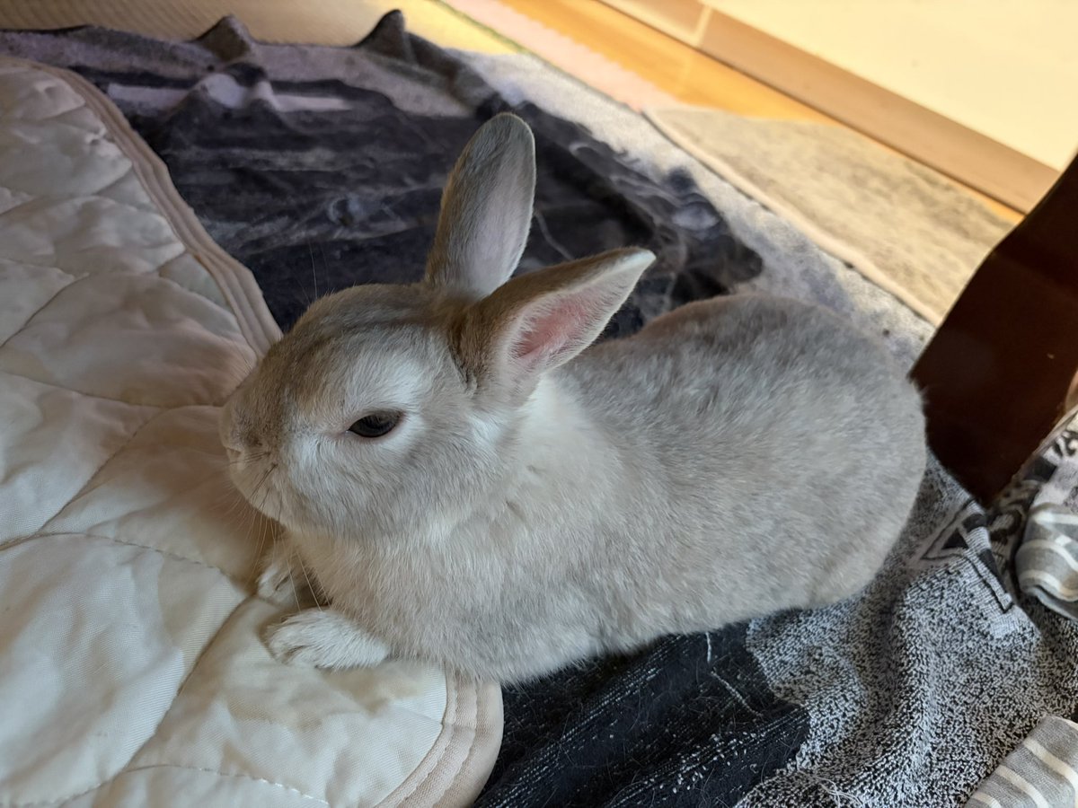 fwgc9446's tweet photo. ごはんを食べるとすぐに眠くなるうさちゃん🐰✨
#うさぎのいる暮らし https://t.co/BoFeLbjvlo