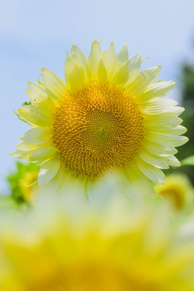 marumochi511's tweet photo. おはようございます＼(^o^)／
ひまわり畑で撮影してきました🌻
あまりの暑さで1時間ほどでギブアップしました

今日も一日ぐぅ～っとレゲエのリズムでよろしくねぇ～♬
#TLを花でいっぱいにしよう
#キリトリセカイ
#ひまわり
#Nikon #z8 https://t.co/u2mLoSSpHR