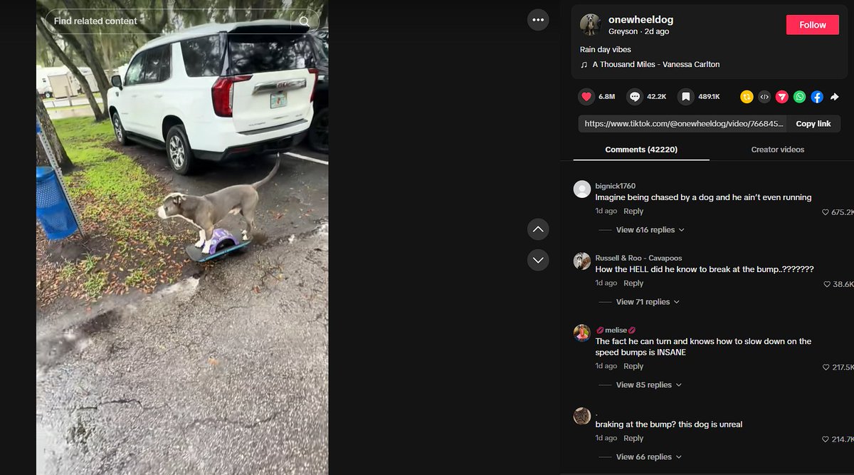 Den_O1_'s tweet photo. Greyson NEEDS to Send.

This dog Greyson literally rides his one wheel with his owner. 

The TikTok has 6.8 MILLION LIKES AND 33 MILLIONS VIEWS!!!

I do not understand how this hasn't bonded and sent yet.

https://t.co/IetcfuVYhQ
