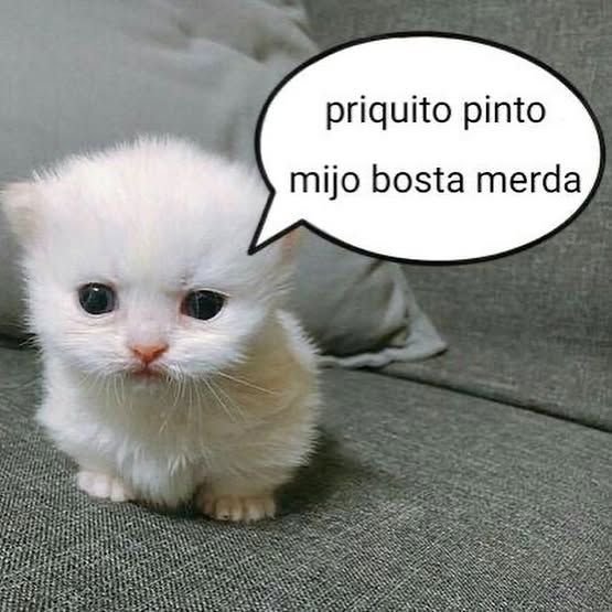 Ias_IMc's tweet photo. Gosto muito de filme de terror mas normalmente eu escolho uns bem ruins que o orçamento é dois pasteis pra não me dar medo mas hoje meu amigo veio aq em casa e a gente assistiu 25% de um filme de terror bom e atualmente estou com todas as luzes da casa acesas me cagando de medo https://t.co/ZwfVU6BRkd
