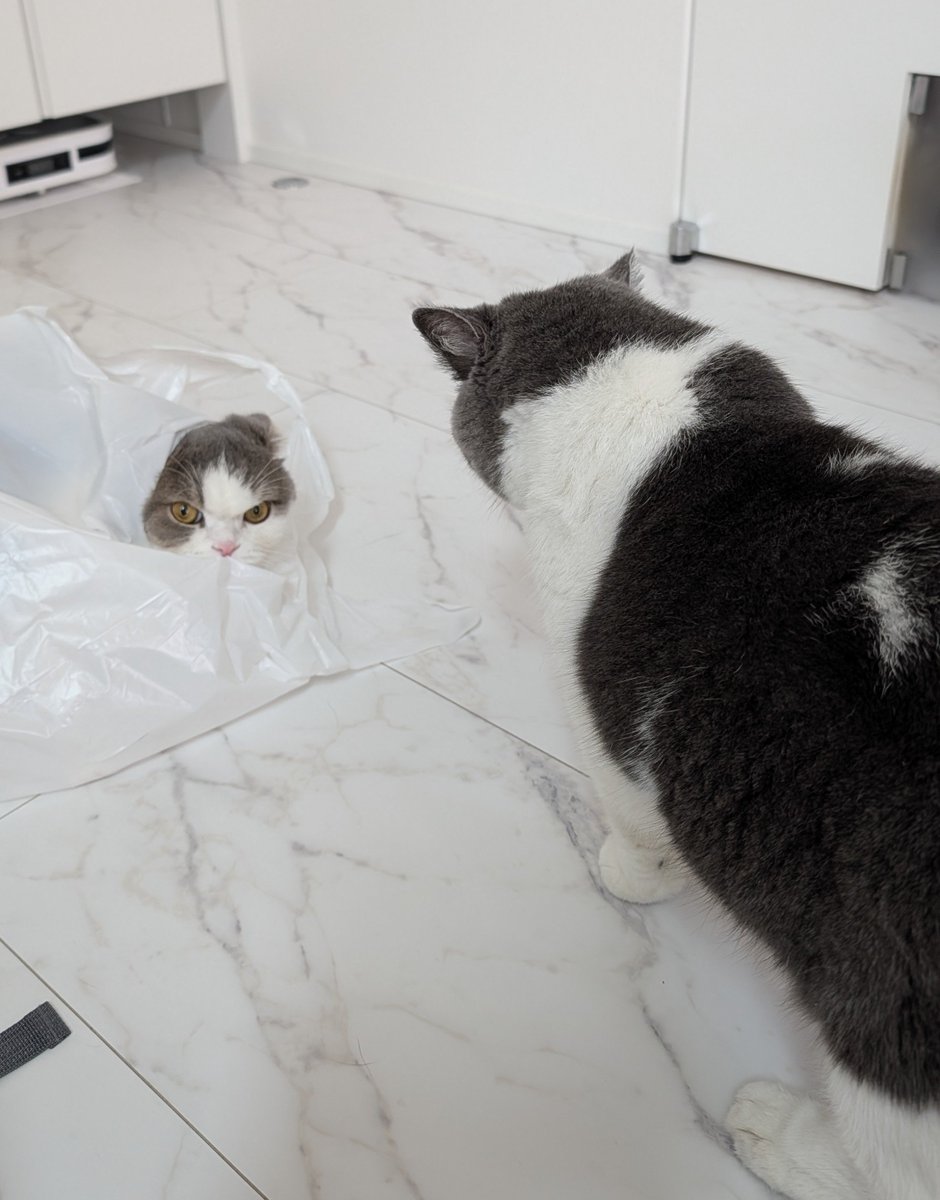 konyama55's tweet photo. 今日のこっちゃんと麦

#猫 https://t.co/PuMiRjjLO6