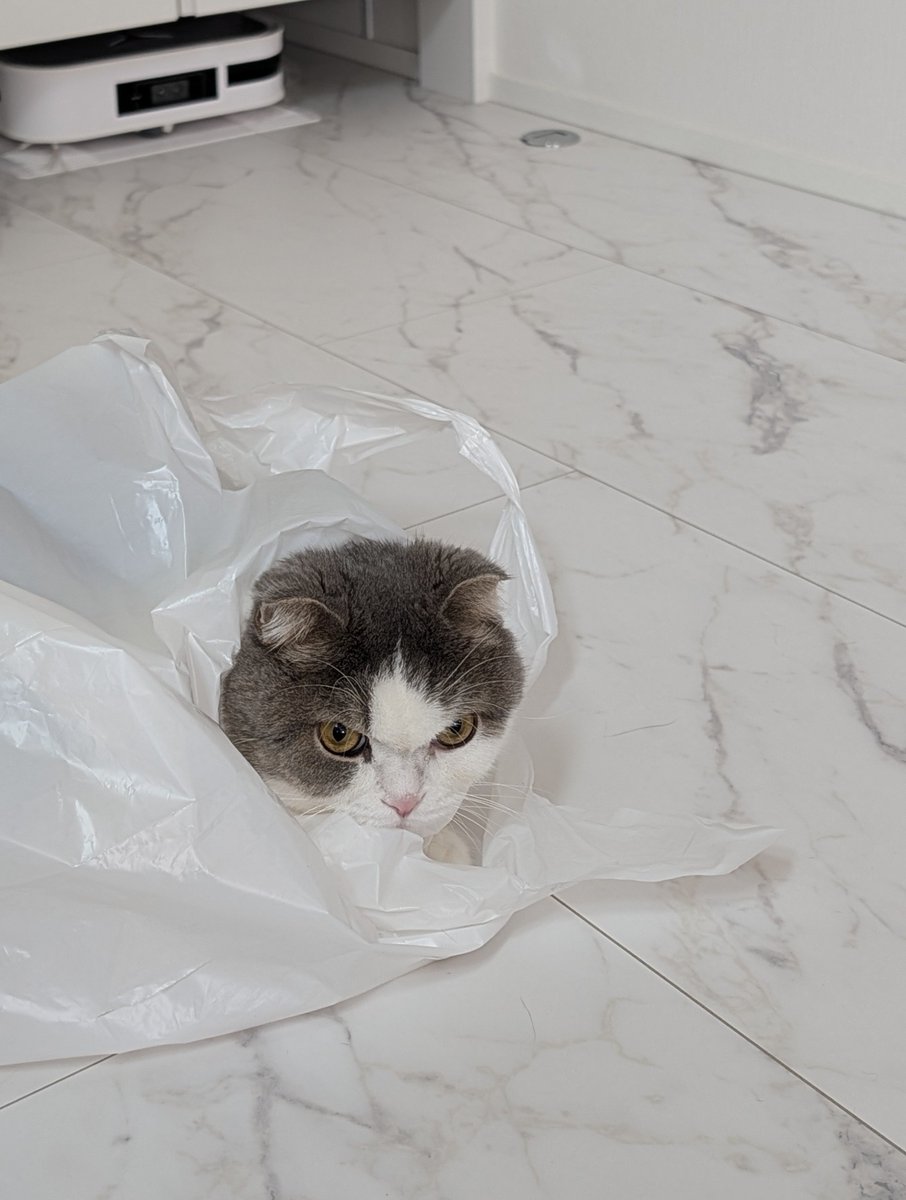 konyama55's tweet photo. 今日のこっちゃんと麦

#猫 https://t.co/PuMiRjjLO6