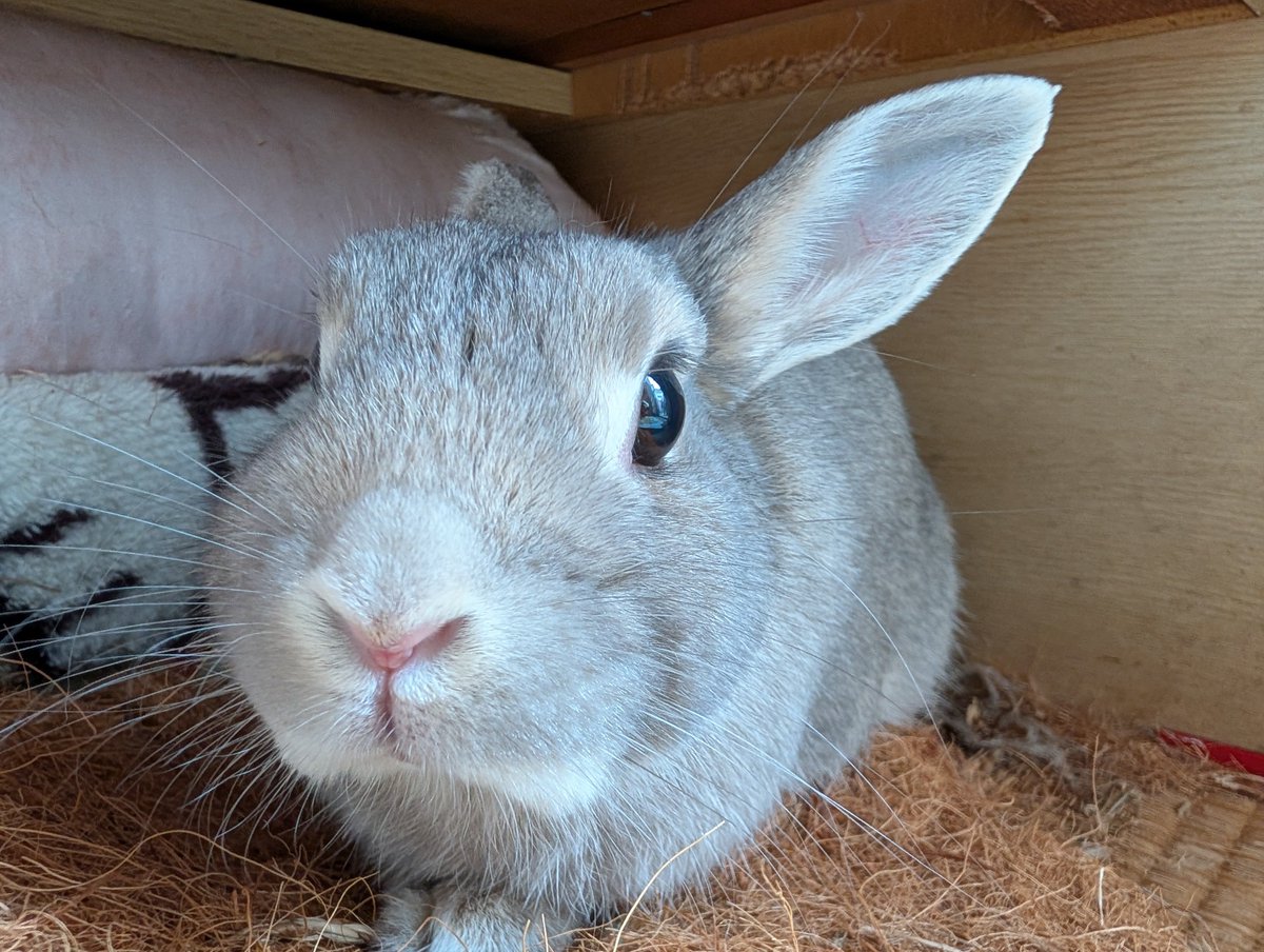 tknpuA's tweet photo. 今日はバニーの日ですか！？🐇 https://t.co/33qNfetjre