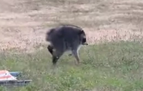 News4SA's tweet photo. Seattle's favorite internet celebrity has received another unusual honor.
FULL STORY --> https://t.co/NGFhDt41CK 
Washington Gov. Bob Ferguson named Jimothy, the viral raccoon believed to have a rare spinal condition, the state's "Washingtonian of the Day." https://t.co/Hbe9LLvpBg