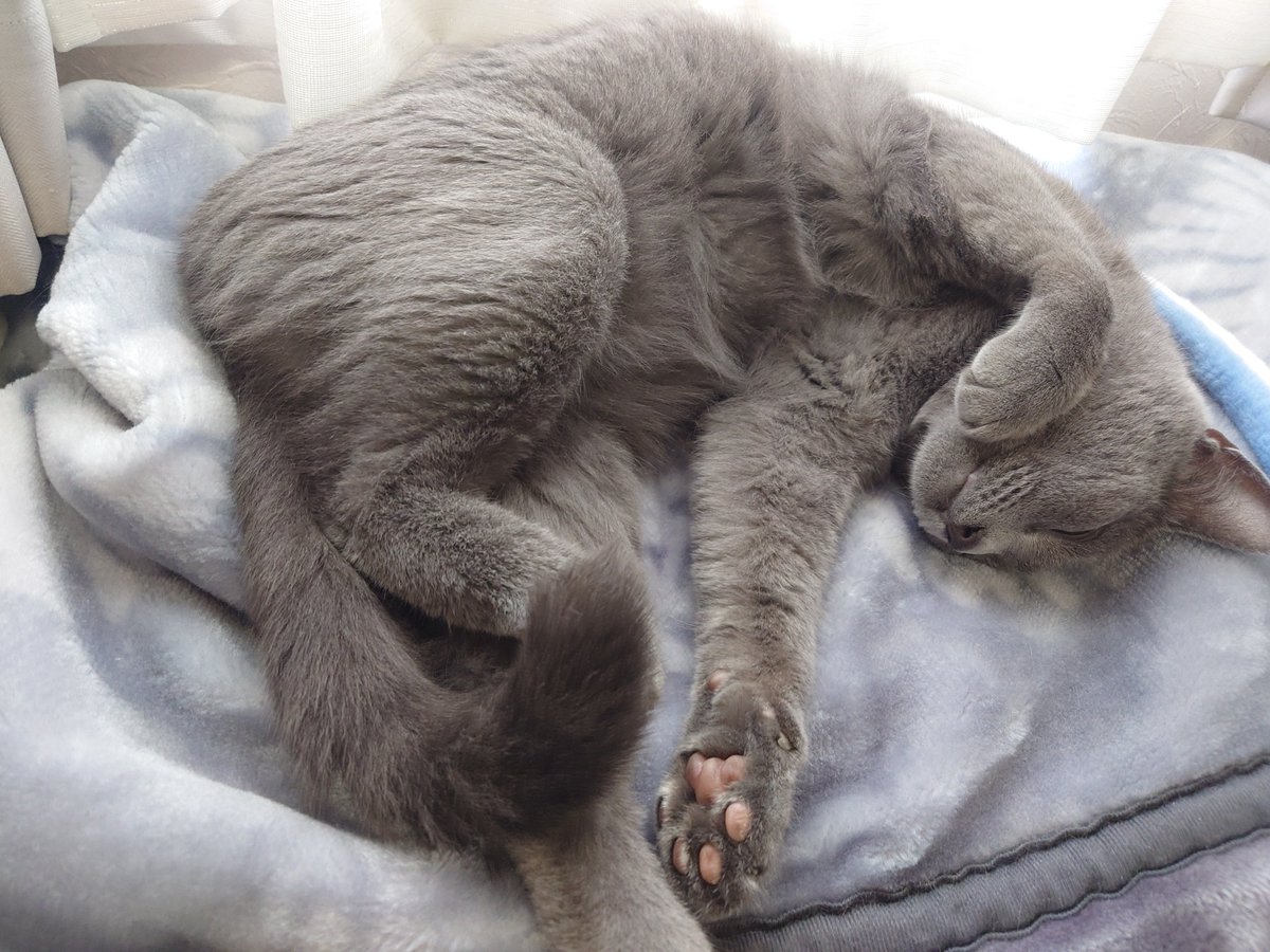 alter_yuri's tweet photo. 人間よりくつろいでる猫🐱 https://t.co/uXx6nxzI5J