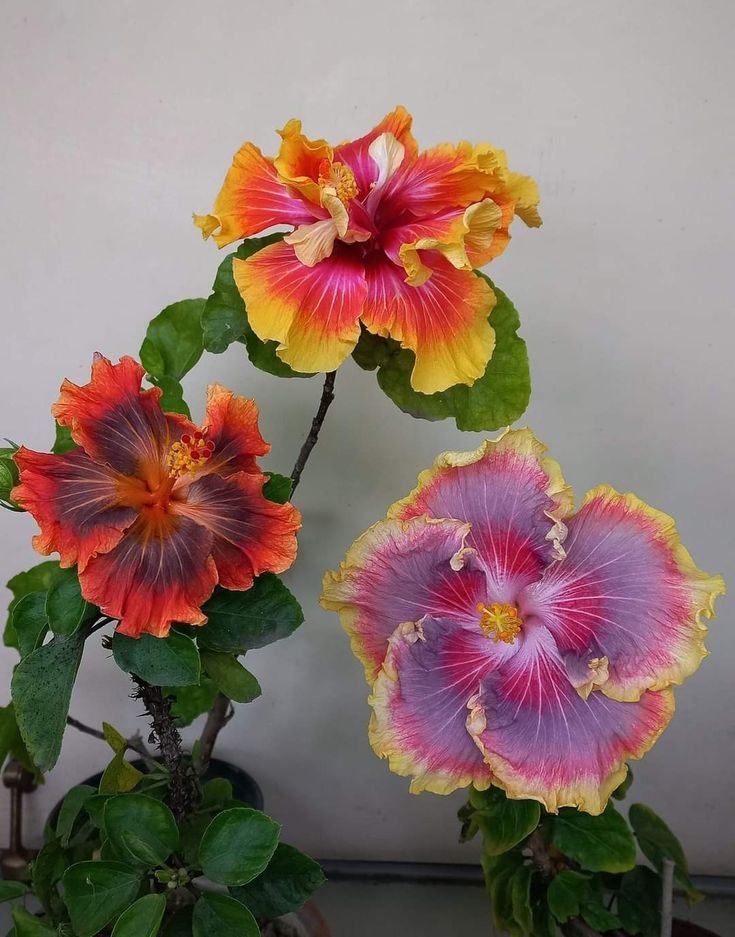 calmlivng's tweet photo. hibiscus 🌺 https://t.co/LiJ4rbev6g