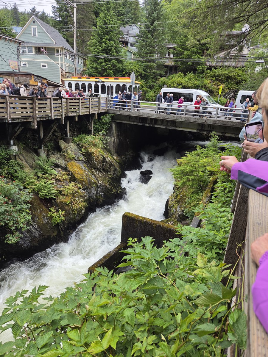 maroonsatellite's tweet photo. Salmon running and spawning in Ketchikan Alaska https://t.co/F0c491puB6