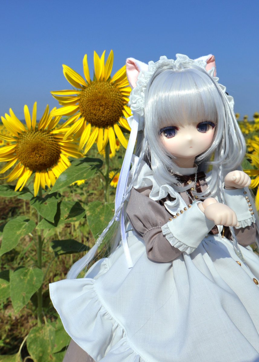 nnmmg_'s tweet photo. 🌻
#うちのこかわいい
#MDDはいいぞ
#こざくらっこ https://t.co/Qt336wk6Ba