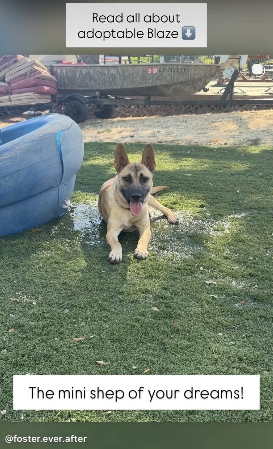 luv2laugh12's tweet photo. Blaze is looking for his forever home! 
He’s only 2 yrs old. Isn’t he adorable? https://t.co/sXjVDBNkZ9