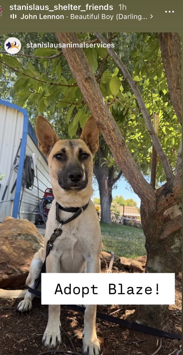 luv2laugh12's tweet photo. Blaze is looking for his forever home! 
He’s only 2 yrs old. Isn’t he adorable? https://t.co/sXjVDBNkZ9