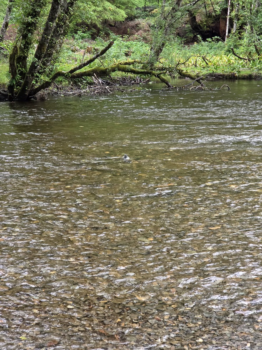 maroonsatellite's tweet photo. Salmon running and spawning in Ketchikan Alaska https://t.co/F0c491puB6