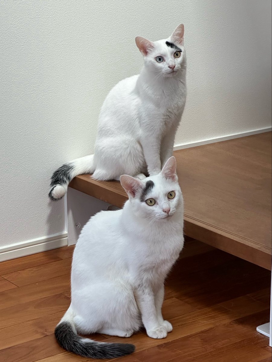 nana_q79's tweet photo. 朝からメンテナンス業者さんが来ており猫を被っている猫たち https://t.co/umbxXQV8Rl