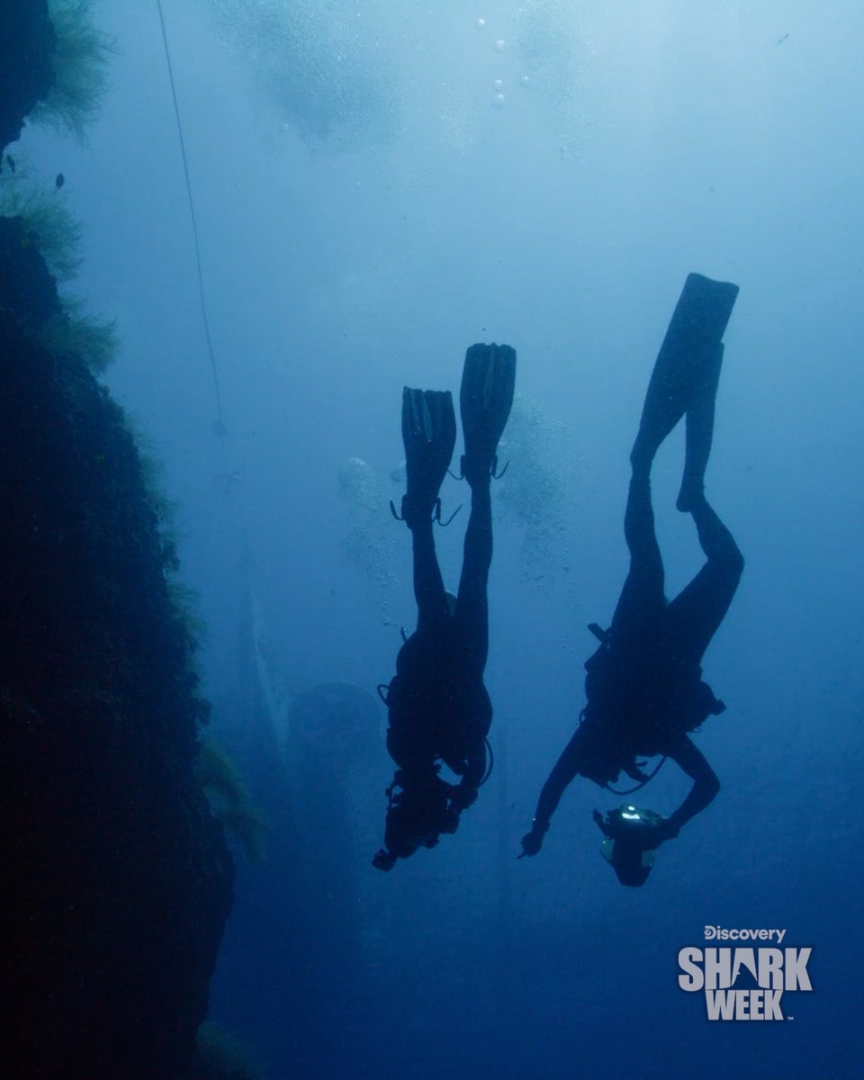 SharkWeek's tweet photo. Cameras rolling! 🎥😲 Dr. Craig O'Connell and Aliah Banchik set out to capture the the iconic thresher shark tail whip on video in the Philippines.

Thresher Shark: Stun to Kill airs NOW on Discovery! #SharkWeek https://t.co/LSM1urxgh1