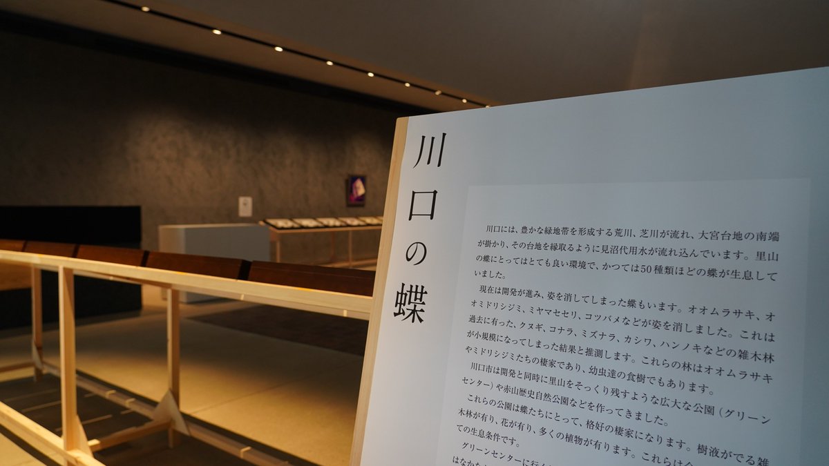 kawaguchi_moa's tweet photo. 🦋川口市立美術館 開館プレ事業 はじまりの展覧会3
「世界の蝶－自然が作り出した芸術」 
約2週間にわたり開催してきた本展覧会も、本日がいよいよ最終日です。
展覧会を機会に、身近な自然に暮らす小さな生きものにも目を向けていただけたら嬉しく思います。
みなさまのお越しをお待ちしております。 https://t.co/uC40vX7ZYk
