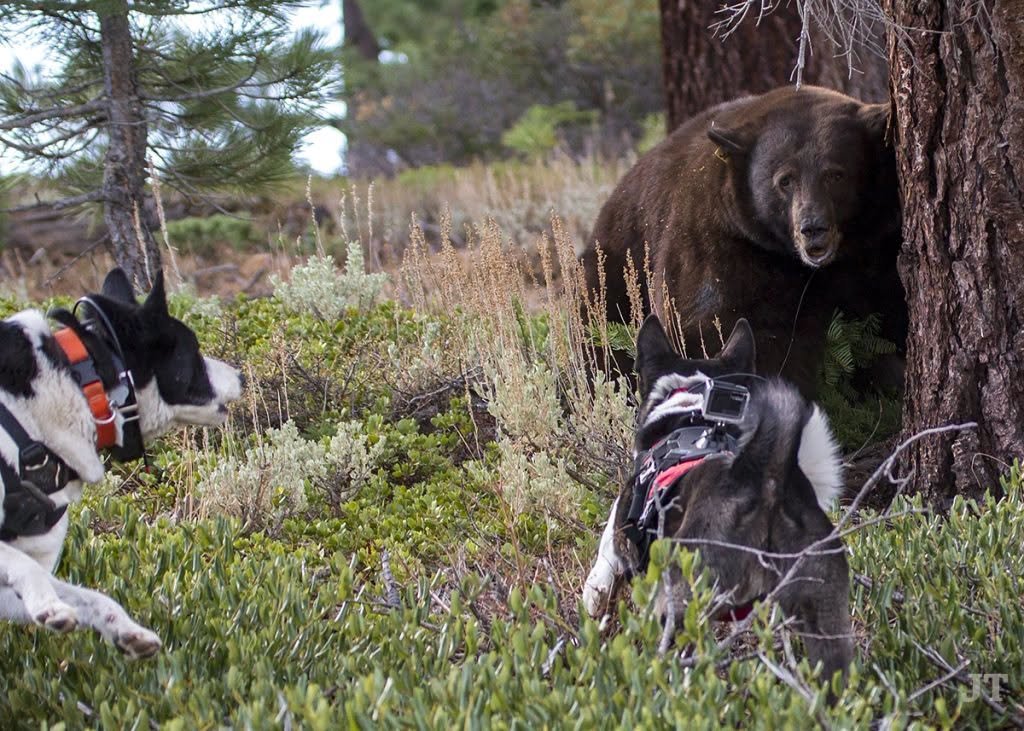 uncledoomer's tweet photo. in tahoe they have working dogs whose job is to flush wild bears from dens theyve established in residential areas, posing a risk of human bear encounters. this results in some of the most kino animal photography of all time https://t.co/GEq678IgZA