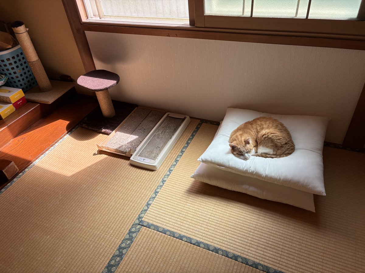 OSN53go's tweet photo. ぼっこからのふとん https://t.co/889i88J3A3