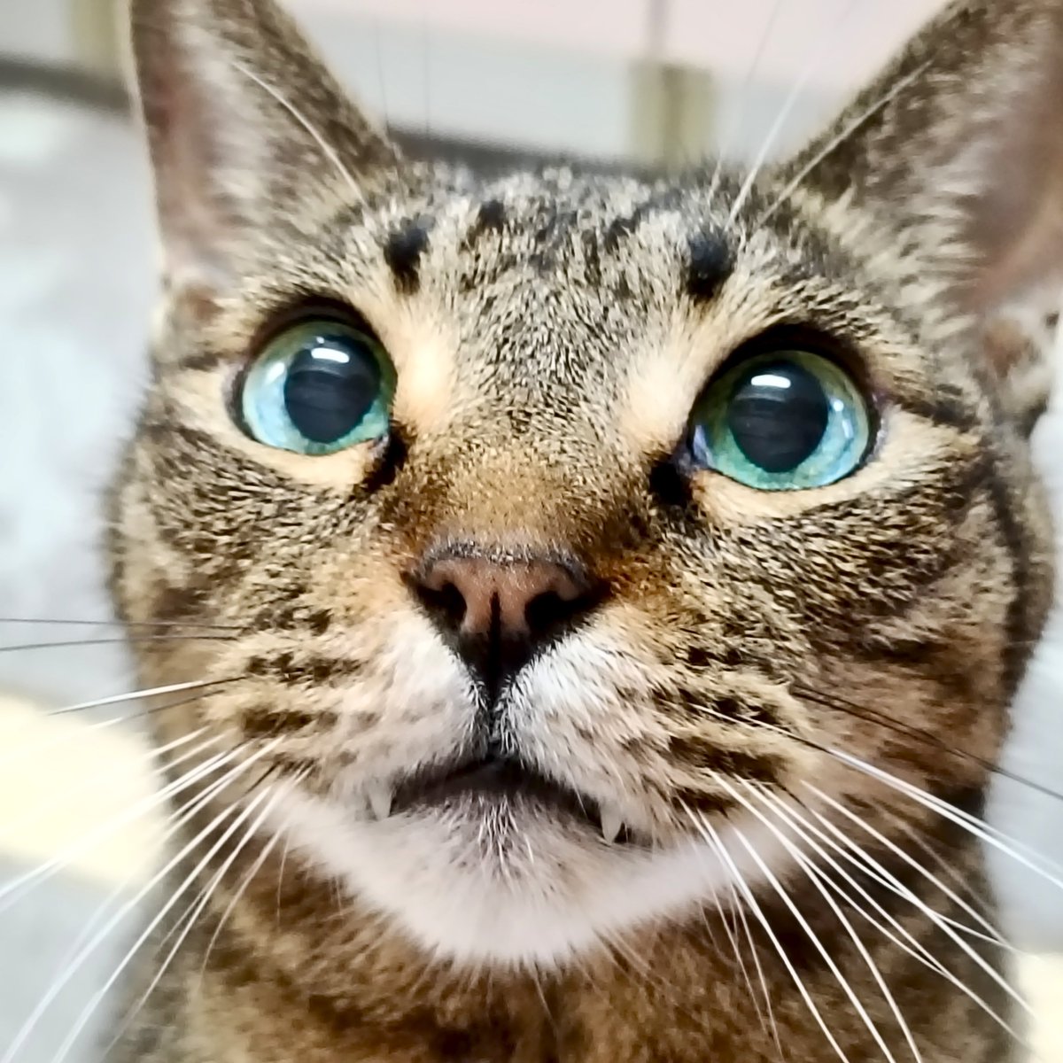 miso1ki10ran's tweet photo. おはようございます😽
今朝のキトラは、今朝も今朝とて「おやつ頂戴❣️」ってそのウルウルなお目目とチョイ牙見せられたらイチコロです😳✨💖💚❤そんな可愛くて可愛くて可愛すぎるキトラです💕ヾ(｡>﹏<｡)ﾉﾞ✧*🌟
#保護猫 
#猫のいる暮らし 
#キジトラ https://t.co/NoTBrjlTNm