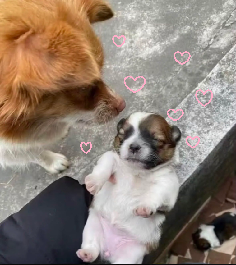 coffee_dog_cc's tweet photo. 旺旺に心痛めている皆さま。旺旺の事、聞くに堪えがたく、心擦り減り、心身ともに疲れ切っていることかと思います。私もそうでした。でも疲れたら少し休んで、少しだけ離れて、また戻ってきてください。いいね、リツイートだけでも構いません。旺旺こと忘れないでいたい。#remenberwangwang　#旺旺 https://t.co/3z8Ks5ApjR