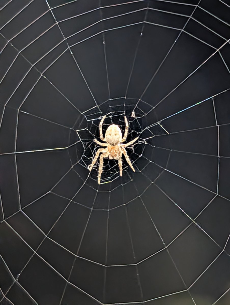 x3e8ndes's tweet photo. Neoscona crucifera? According to @seekbyinat https://t.co/zKKrwYUlJP