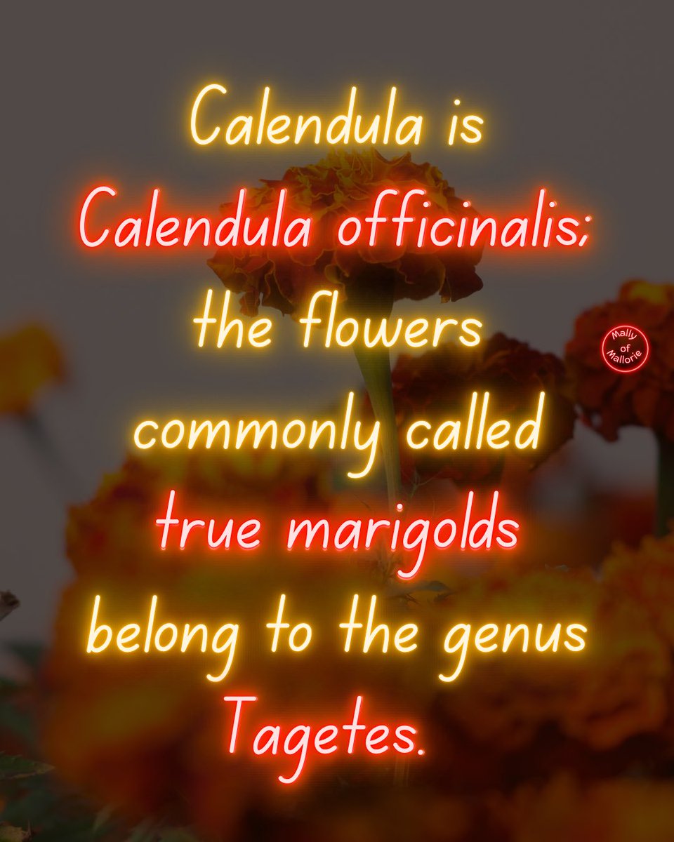 MallyofMallorie's tweet photo. This isn’t a marigold; It just plays one on your windowsill. 

Calendula is a Mediterranean herb in the daisy family that has been used as food, dye and in traditional topical preparations.
#marigold #calendula #herboftheday https://t.co/HeYelaTZhw
