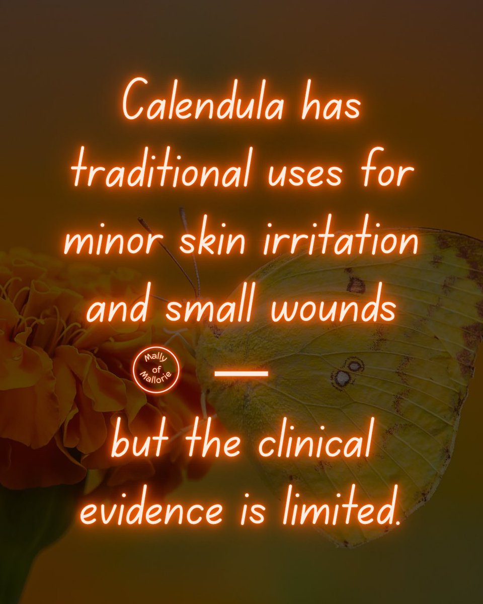 MallyofMallorie's tweet photo. This isn’t a marigold; It just plays one on your windowsill. 

Calendula is a Mediterranean herb in the daisy family that has been used as food, dye and in traditional topical preparations.
#marigold #calendula #herboftheday https://t.co/HeYelaTZhw