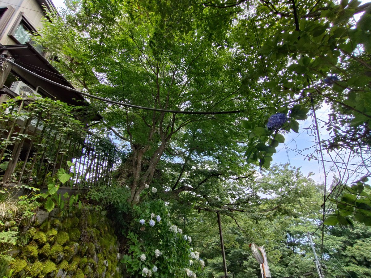 fujinoxx's tweet photo. 昨日だけど「御嶽山の肝が冷えるあんな話こんな話展」👻とレンゲショウマ見てきました🌷
ケーブル一緒に乗ってきた���達ほとんどが神社かロックガーデン向かうので自生地には私ひとりでした😳
今しかゆっくり見れないだろうな
いつもの神代欅🌳と奥宮遙拝所⛰️も立ち寄ってきました https://t.co/tHBiipnYXb