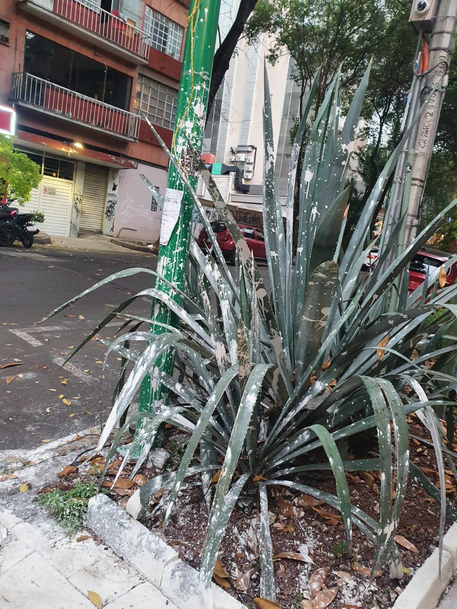LaColoniaJuarez's tweet photo. El restaurante de comida oriental llamado Yuhu apenas abrió en #ColoniaJuarez y al parecer ya causó daños en el entorno, pues vecinos señalan que albañiles que les hicieron trabajos a su local dejaron este pobre maguey y su jardinera salpicados de CEMENTO y embarraron también el poste de la luminaria de @AlcCuauhtemocMx.
¿Nos ayudan revisando @inveacdmx @PAOTmx?
Es una completa salvajada. 
📍Yuhu
Havre esquina Londres.