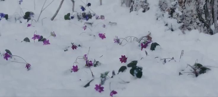 todayscinemaa_'s tweet photo. Liverleaf (2018); dir. by Eisuke Naito https://t.co/8n6iyGiC9w