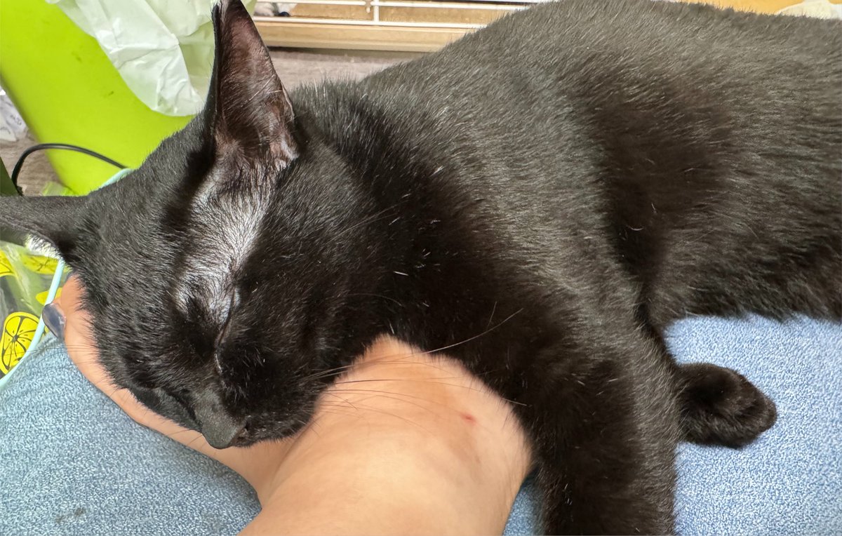 bellcat0611's tweet photo. こんにちは

最近は天ちゃんのお世話に奮闘しています
若いし超絶元気いっぱいなので、飛んだり跳ねたりどこからすっ飛んで来るのかわからないスリルがたまりません
それでもくっついて寝てくれると幸せです
ベルさんもそうだったなぁ、とか思い出します

今日も一日のびのびと

足は枕らしいw

 #黒猫 https://t.co/LTEnyKcszE