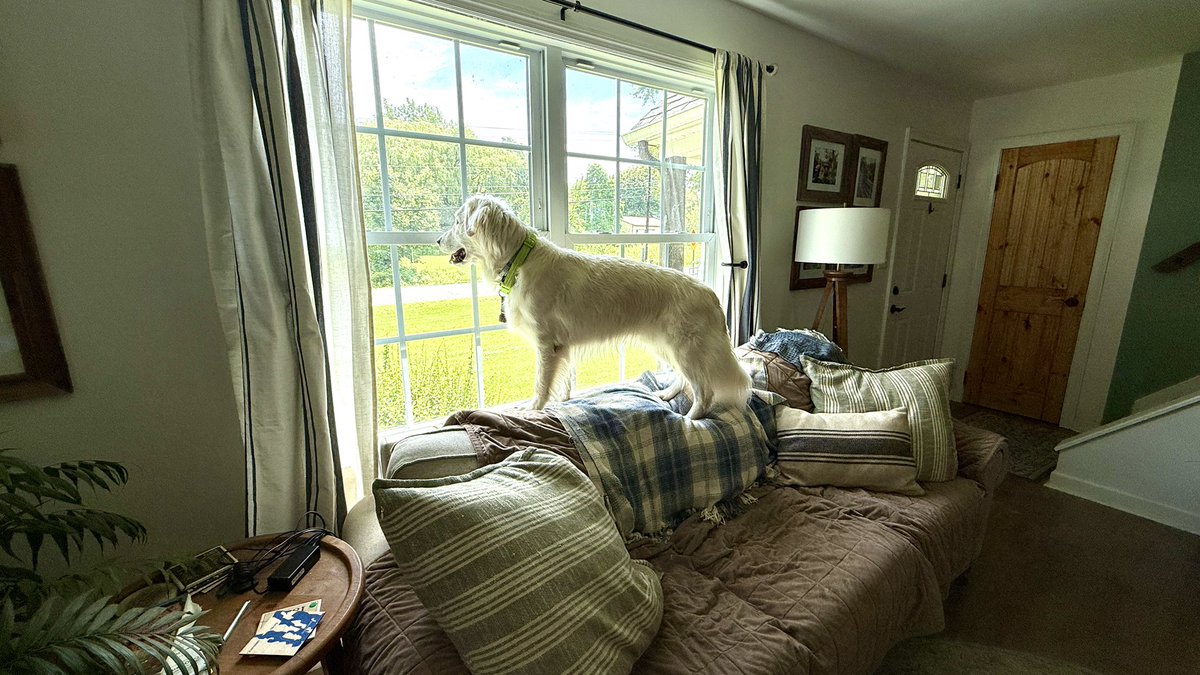MikeFrezon's tweet photo. “IT’S THE MAILMAN!”
-Augie
#BrooksHaven #GoldenRetriever #grc #dogcelebration #HigherElevation #Lookout https://t.co/2IZmawd3B3